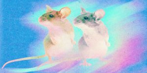 clone-mice.jpg