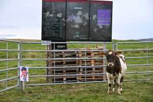 cow_6f278f.jpg